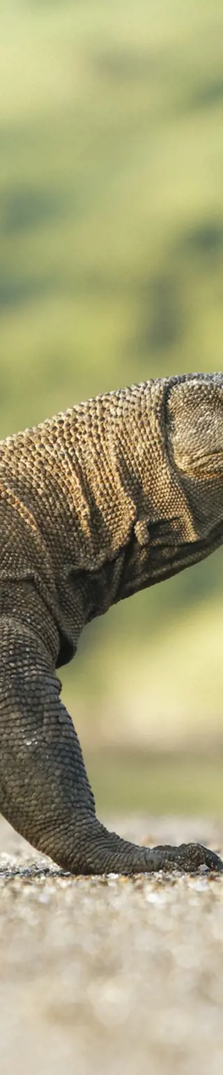 Echte Drachen erleben im Komodo Nationalpark